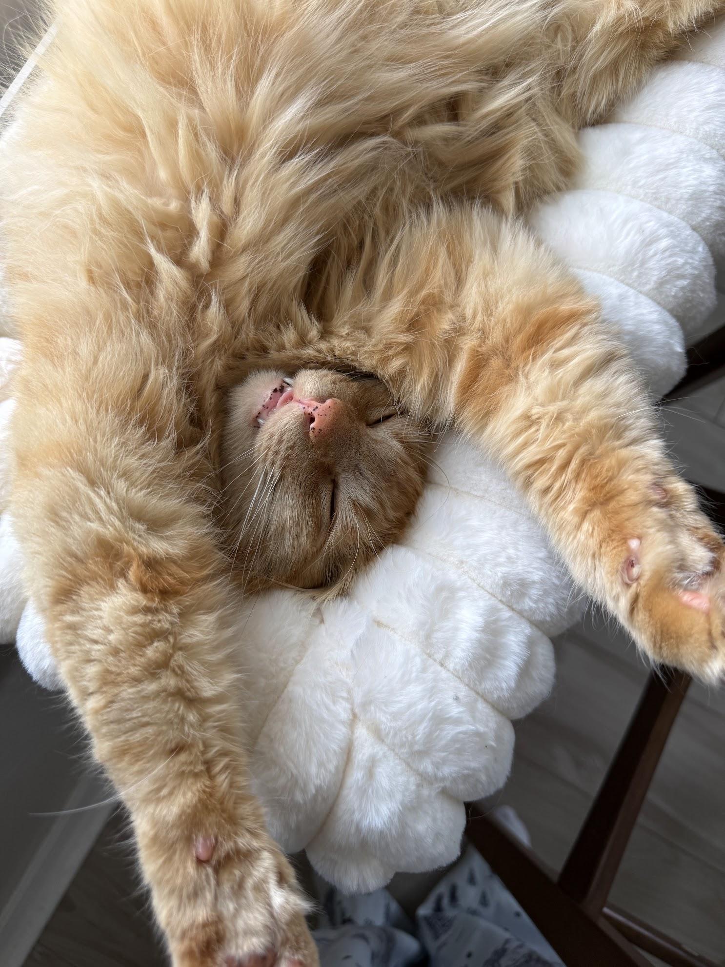 Enlarge Chungus, an adopted Tabby in San Francisco, CA image 5/6