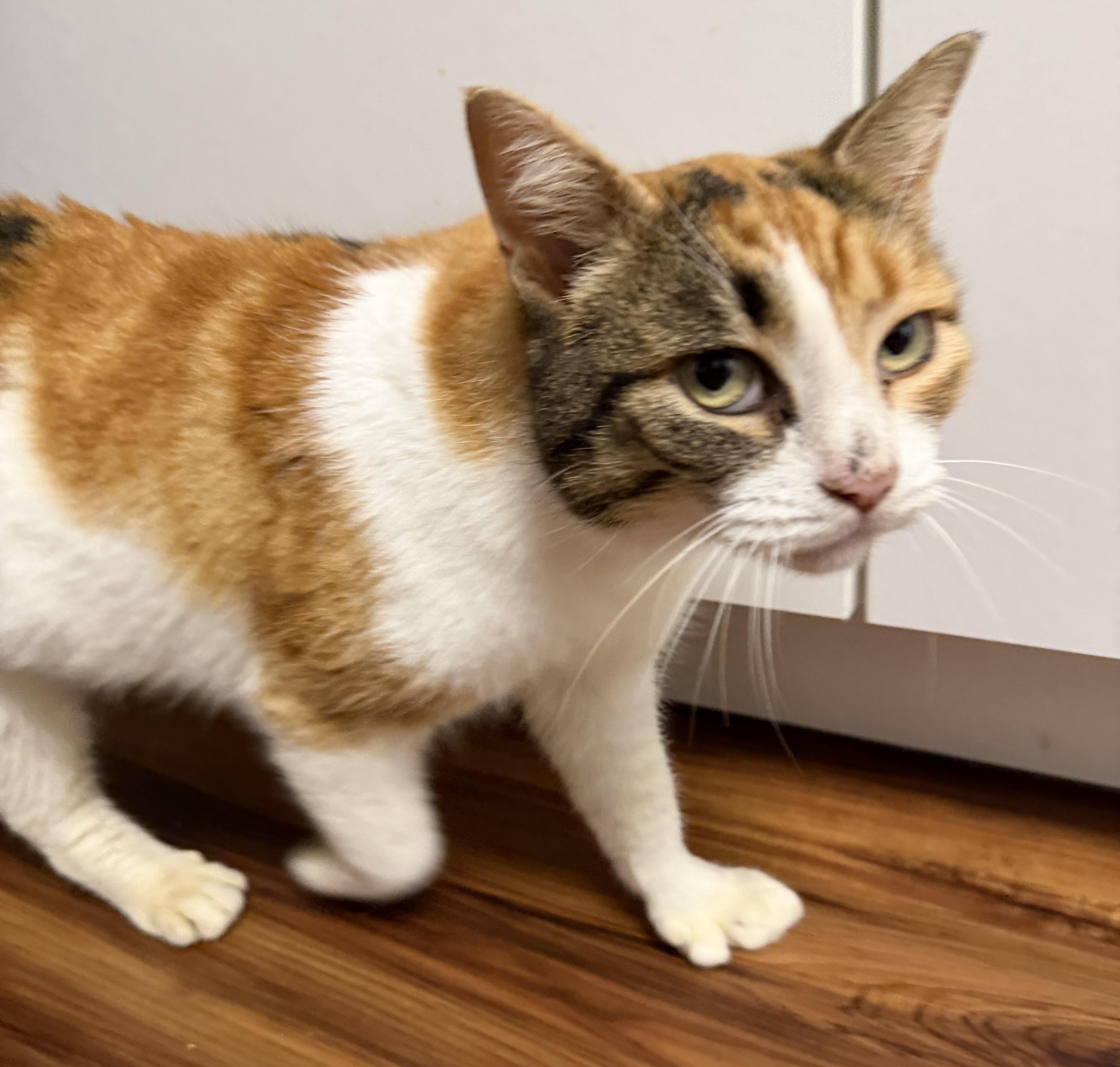Enlarge Ivy, a Adoptable Domestic Short Hair in Tillamook, OR image 4/5