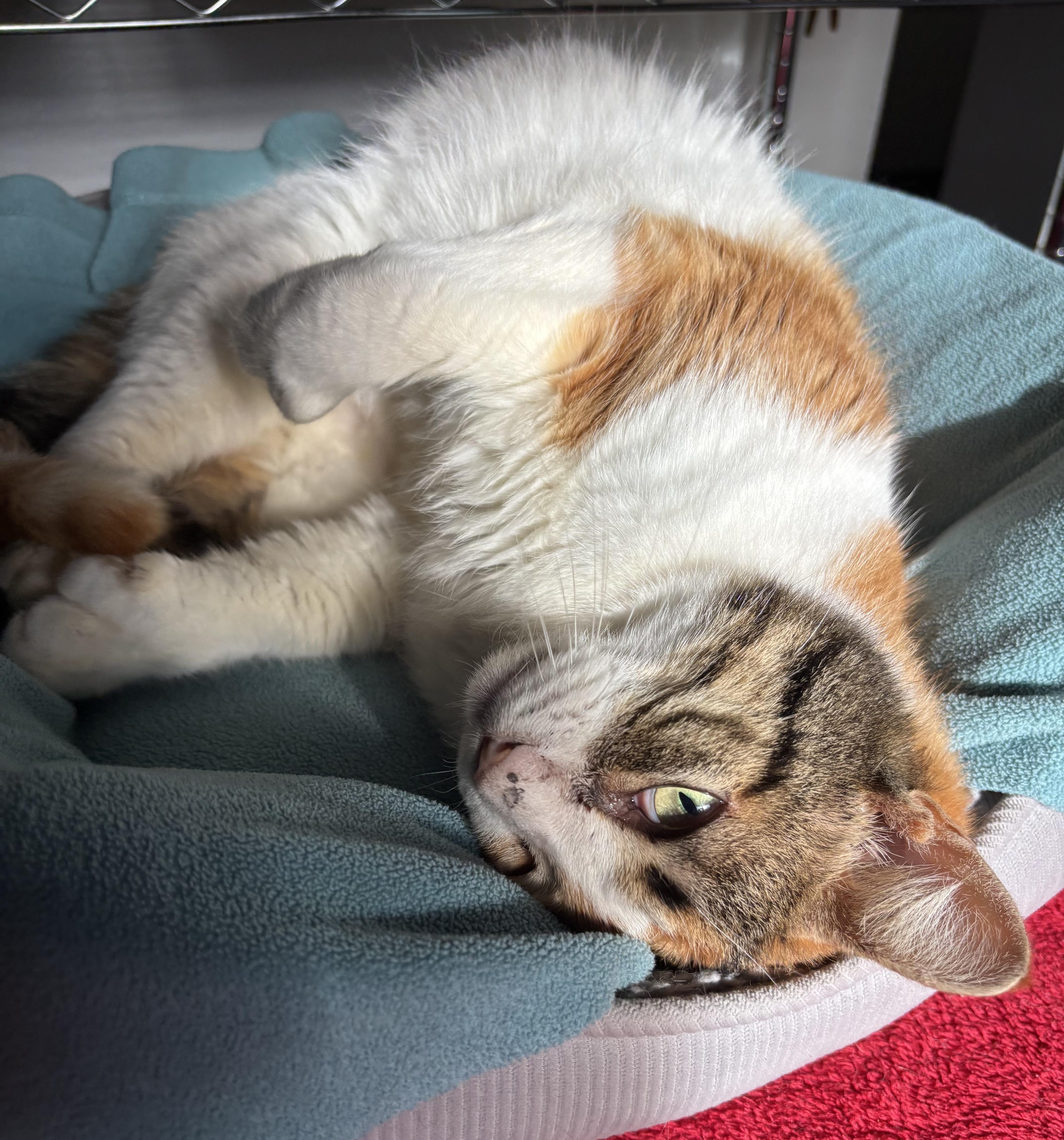 Enlarge Ivy, a Adoptable Domestic Short Hair in Tillamook, OR image 5/5