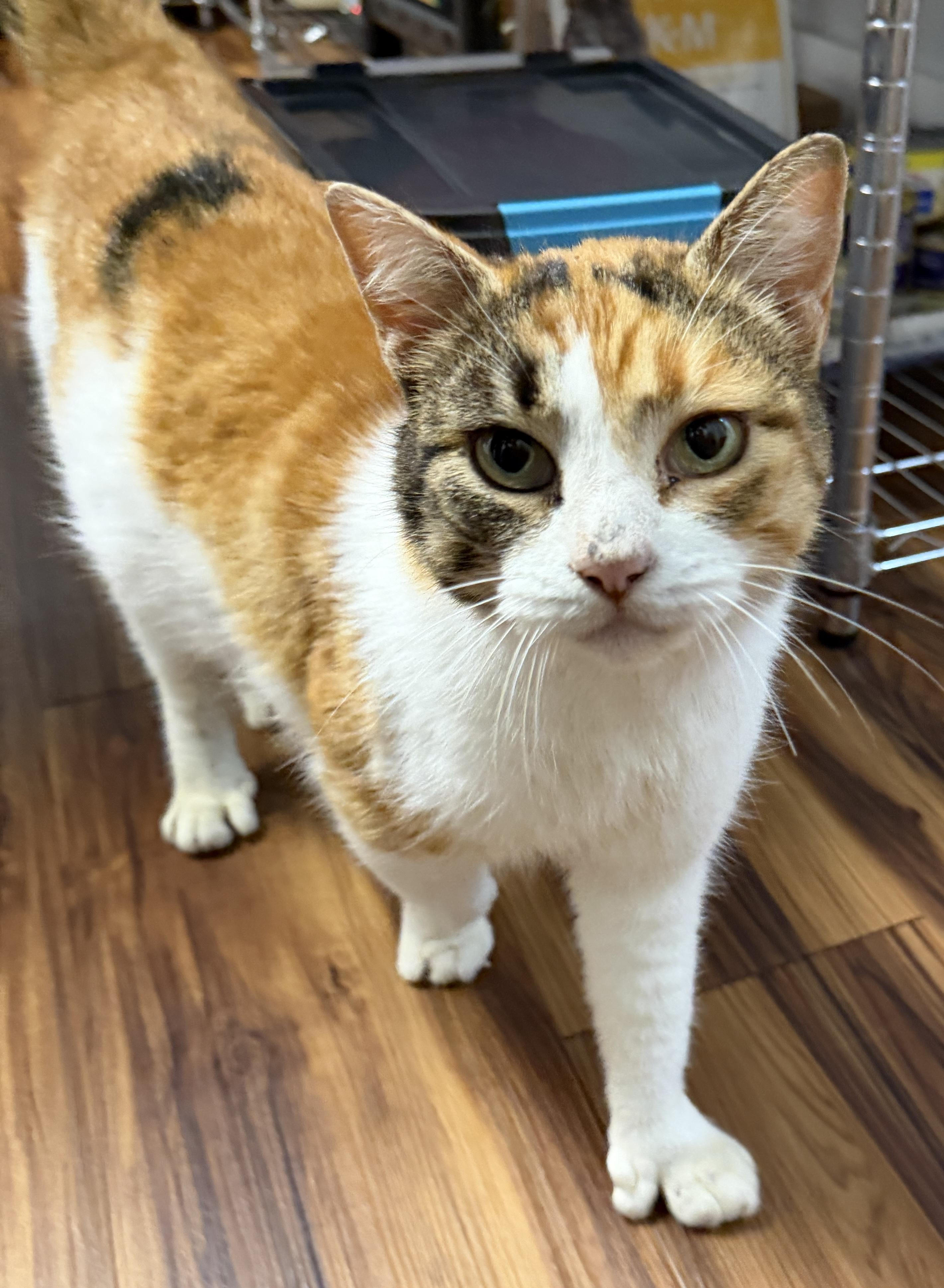 Ivy, Adoptable, Adult Female Domestic Short Hair.