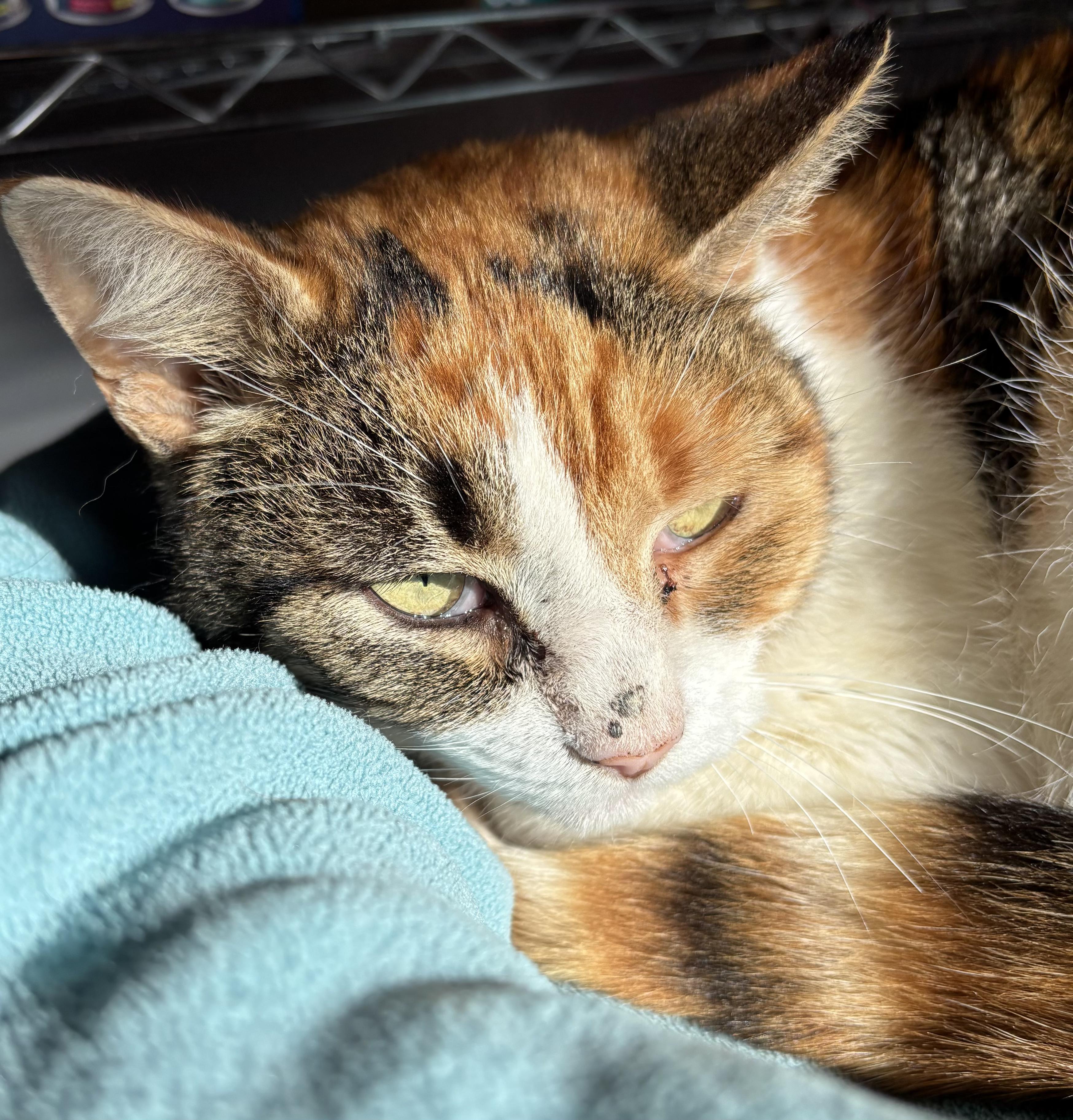 Enlarge Ivy, a Adoptable Domestic Short Hair in Tillamook, OR image 3/5