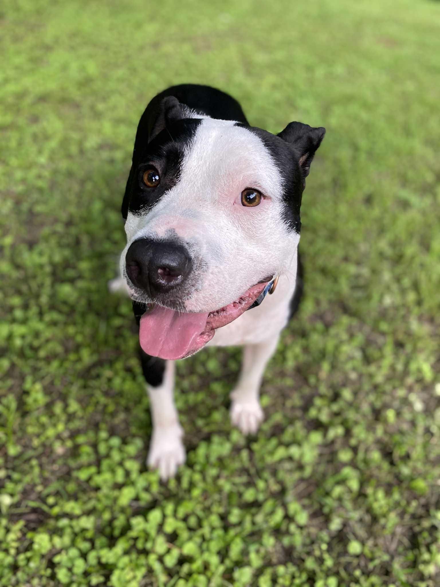 Petey 2