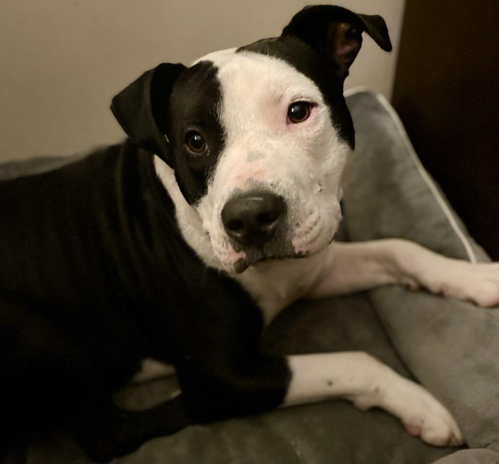 Petey 5