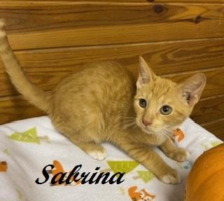 Enlarge Sabrina Duncan, a Adoptable Tabby in Cary, NC image 2/4