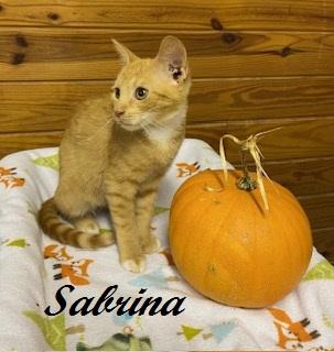 Enlarge Sabrina Duncan, a Adoptable Tabby in Cary, NC image 1/4
