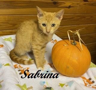 Enlarge Sabrina Duncan, a Adoptable Tabby in Cary, NC image 4/4