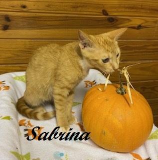 Enlarge Sabrina Duncan, a Adoptable Tabby in Cary, NC image 3/4