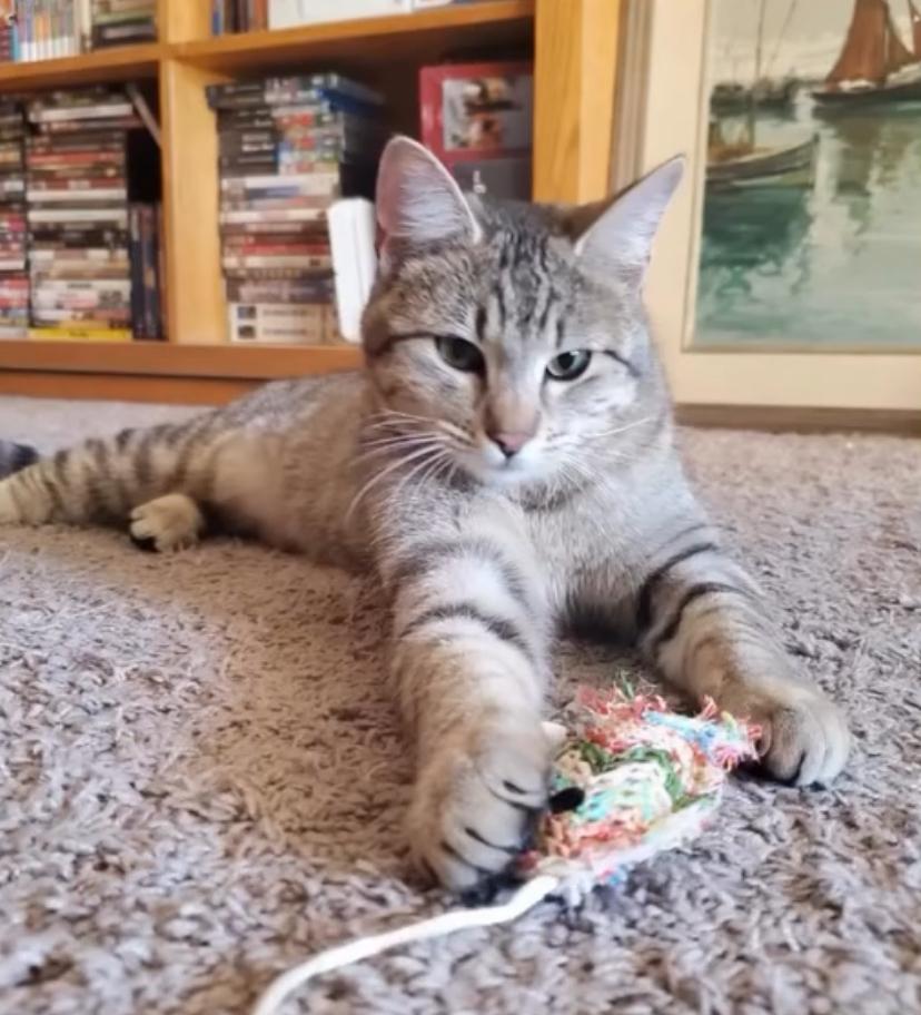 Enlarge Zazz, a Adoptable Domestic Short Hair in Albuquerque, NM image 1/1