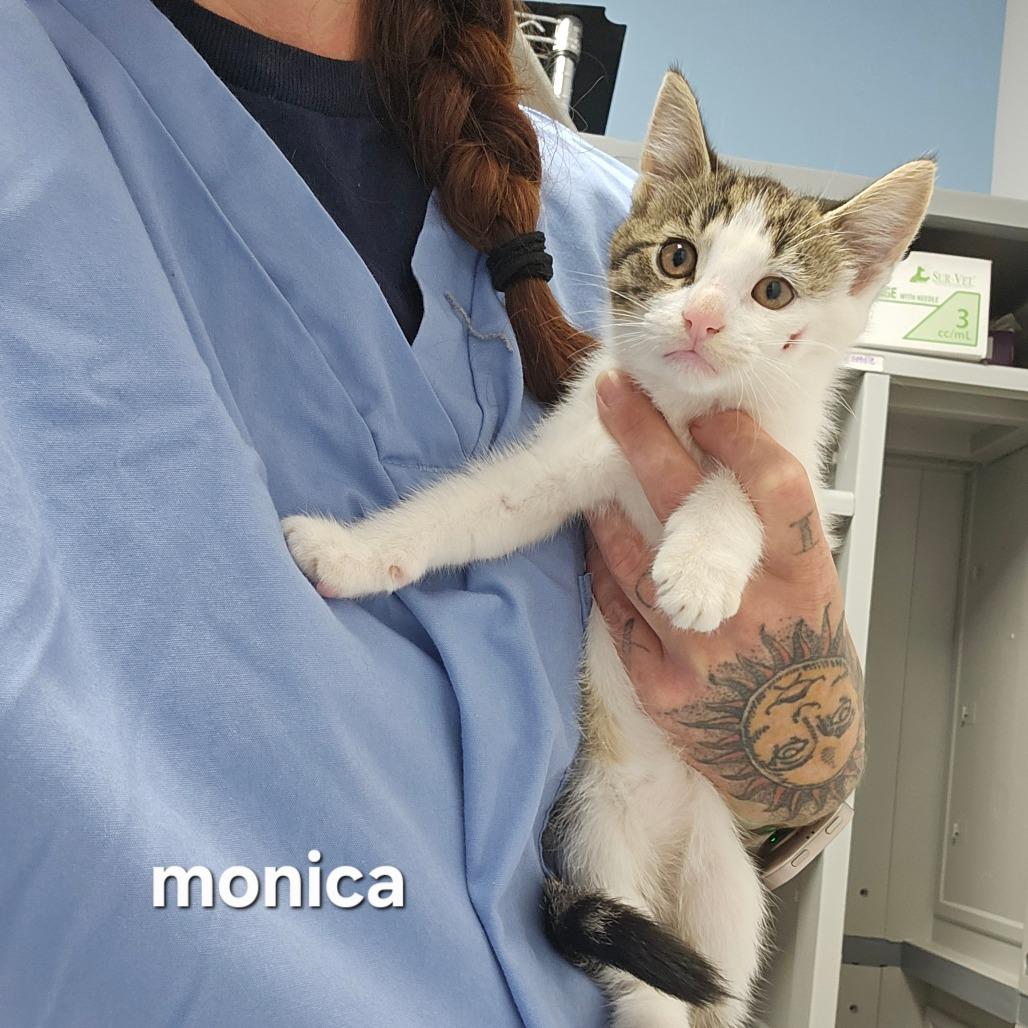 Monica, Adoptable, Kitten Female Domestic Short Hair.
