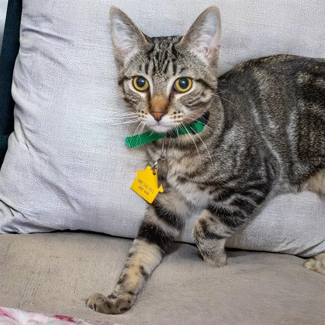 SKITTLE, Adoptable, Young Male Domestic Short Hair.