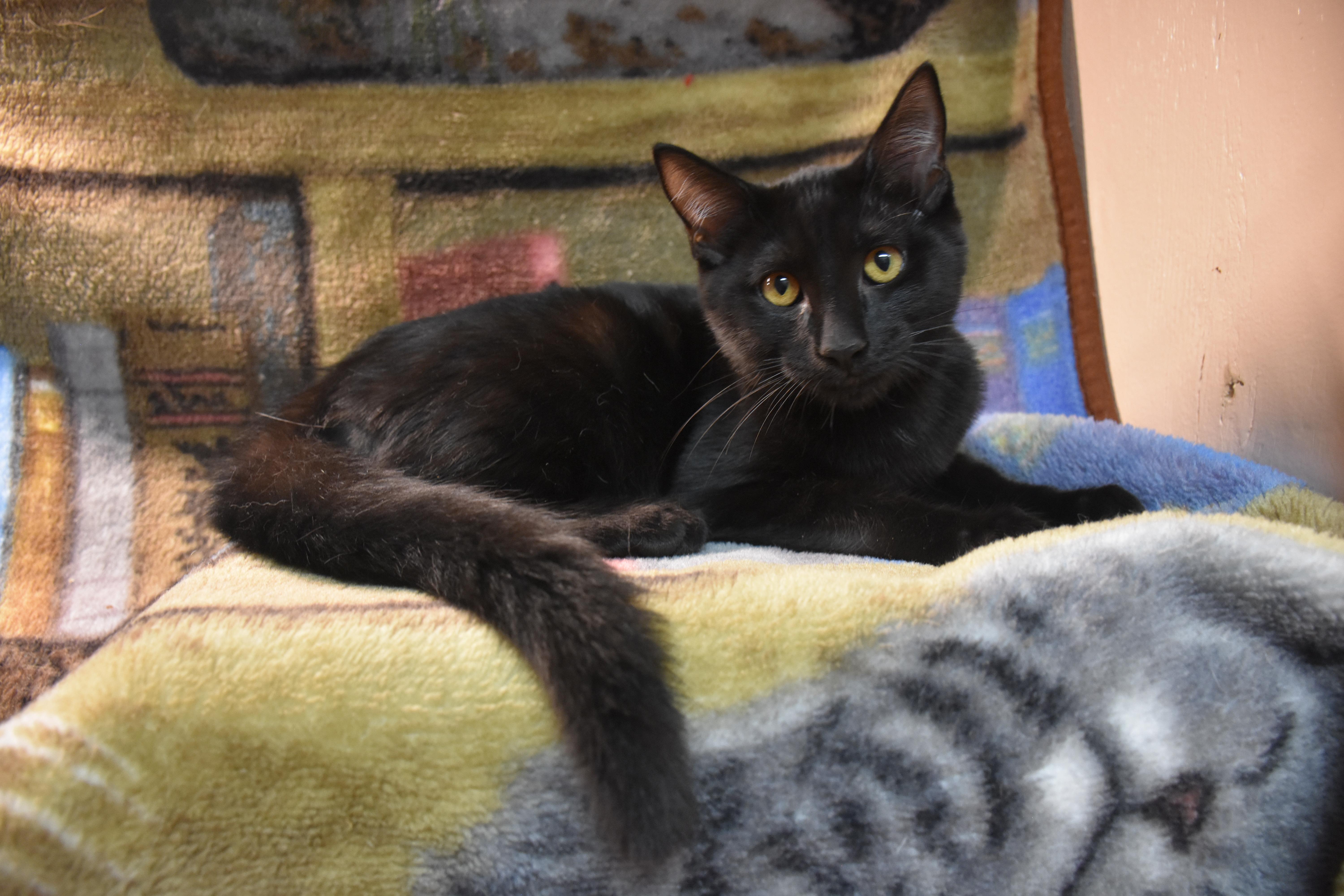 Kristofur, ADOPTABLE, Kitten Male Domestic Short Hair.