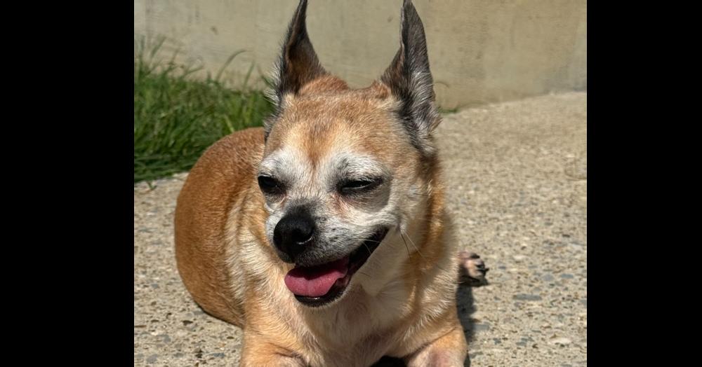 Rose ~, Adoptable, Young Female Chihuahua & Pug.