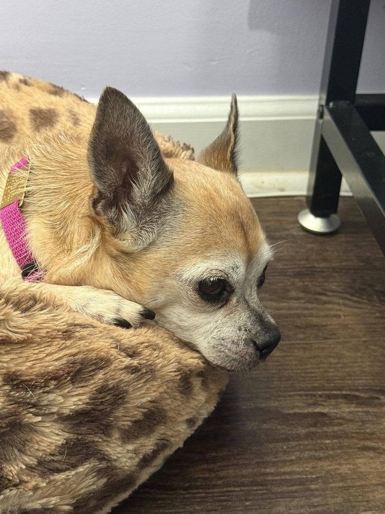 Enlarge Rose ~, a Adoptable mixed breed in Columbia, TN image 2/3
