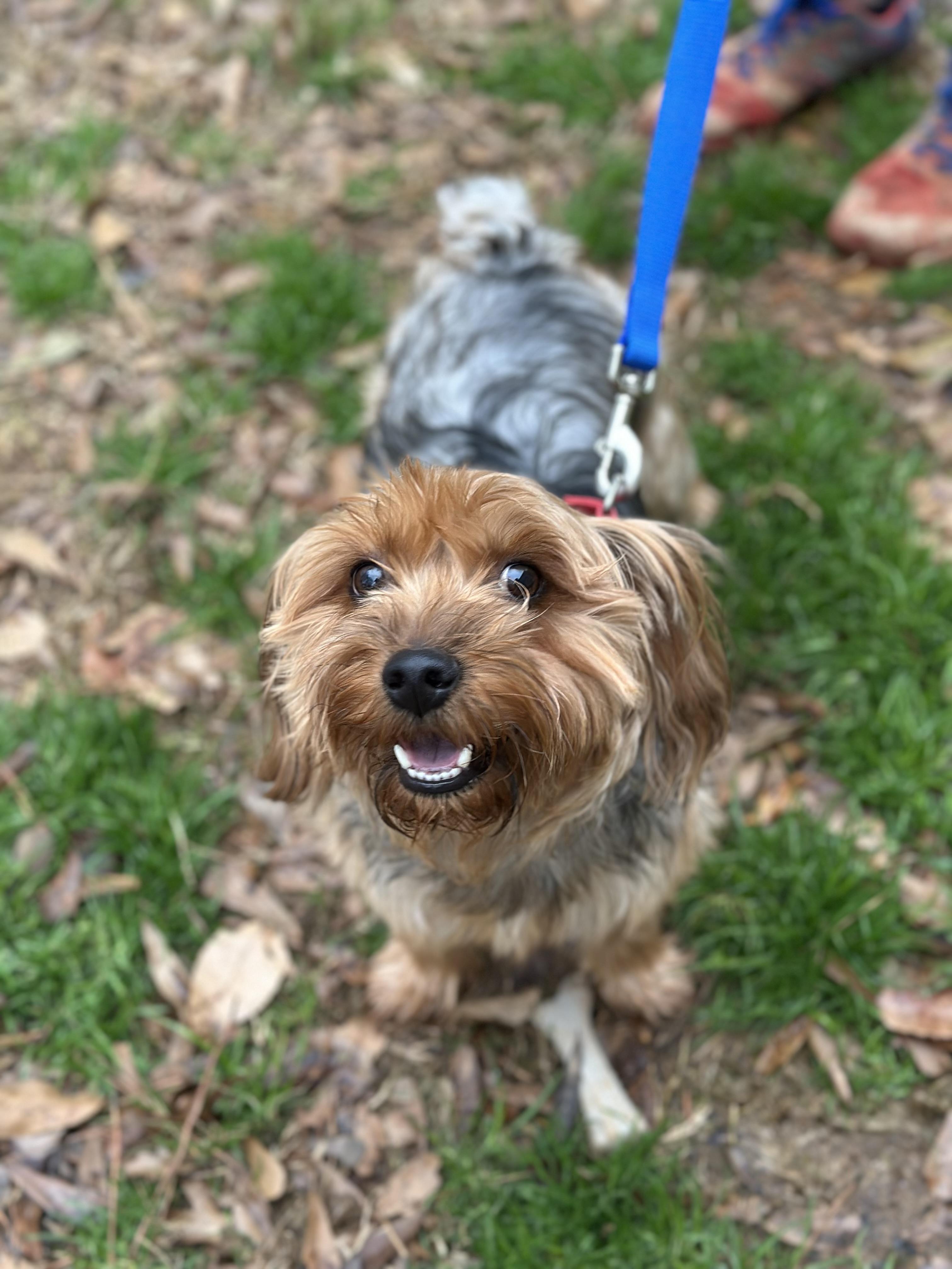Enlarge Hendrix, an adopted Yorkshire Terrier in Atlanta, GA image 2/4