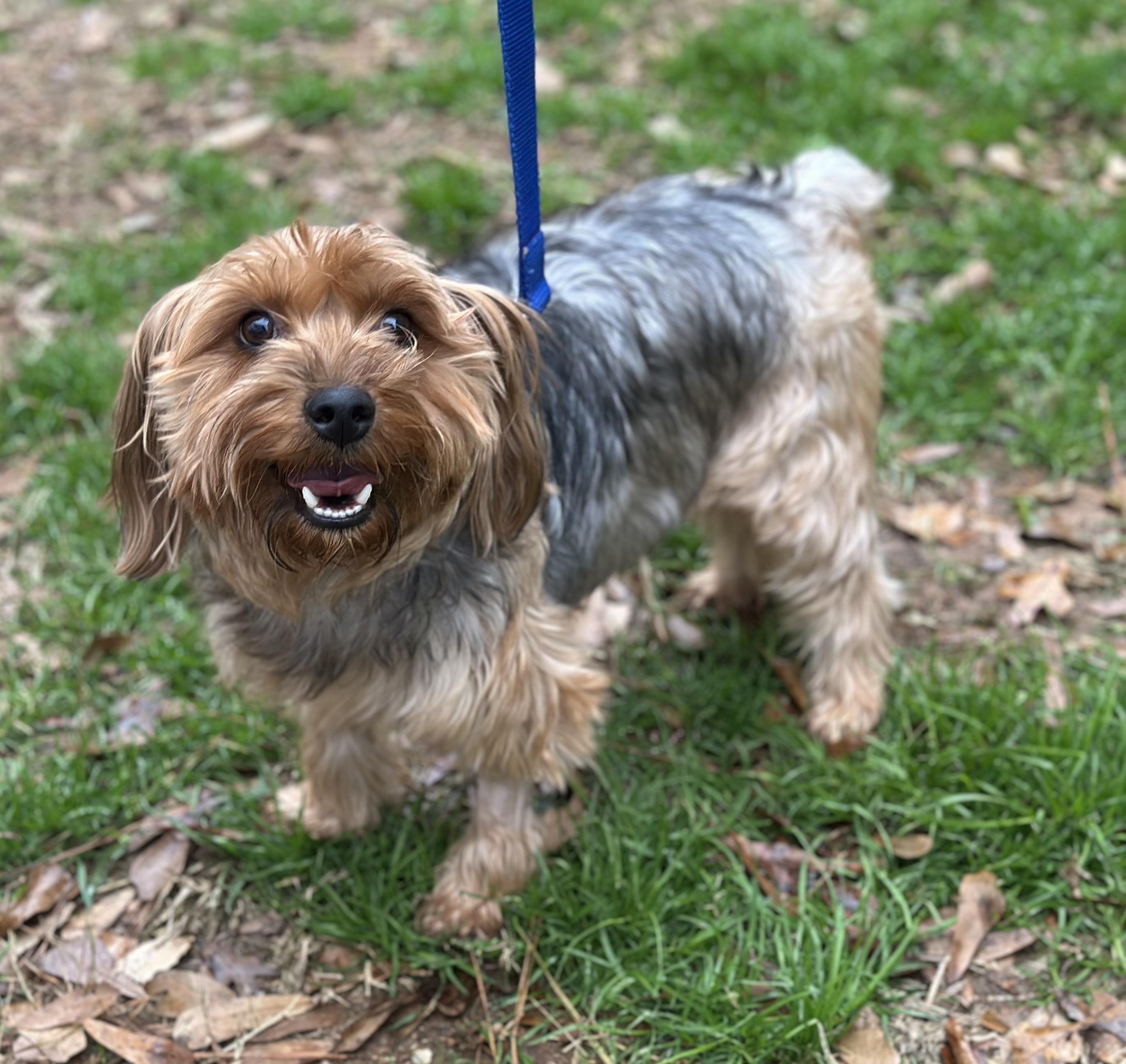 Enlarge Hendrix, an adopted Yorkshire Terrier in Atlanta, GA image 4/4