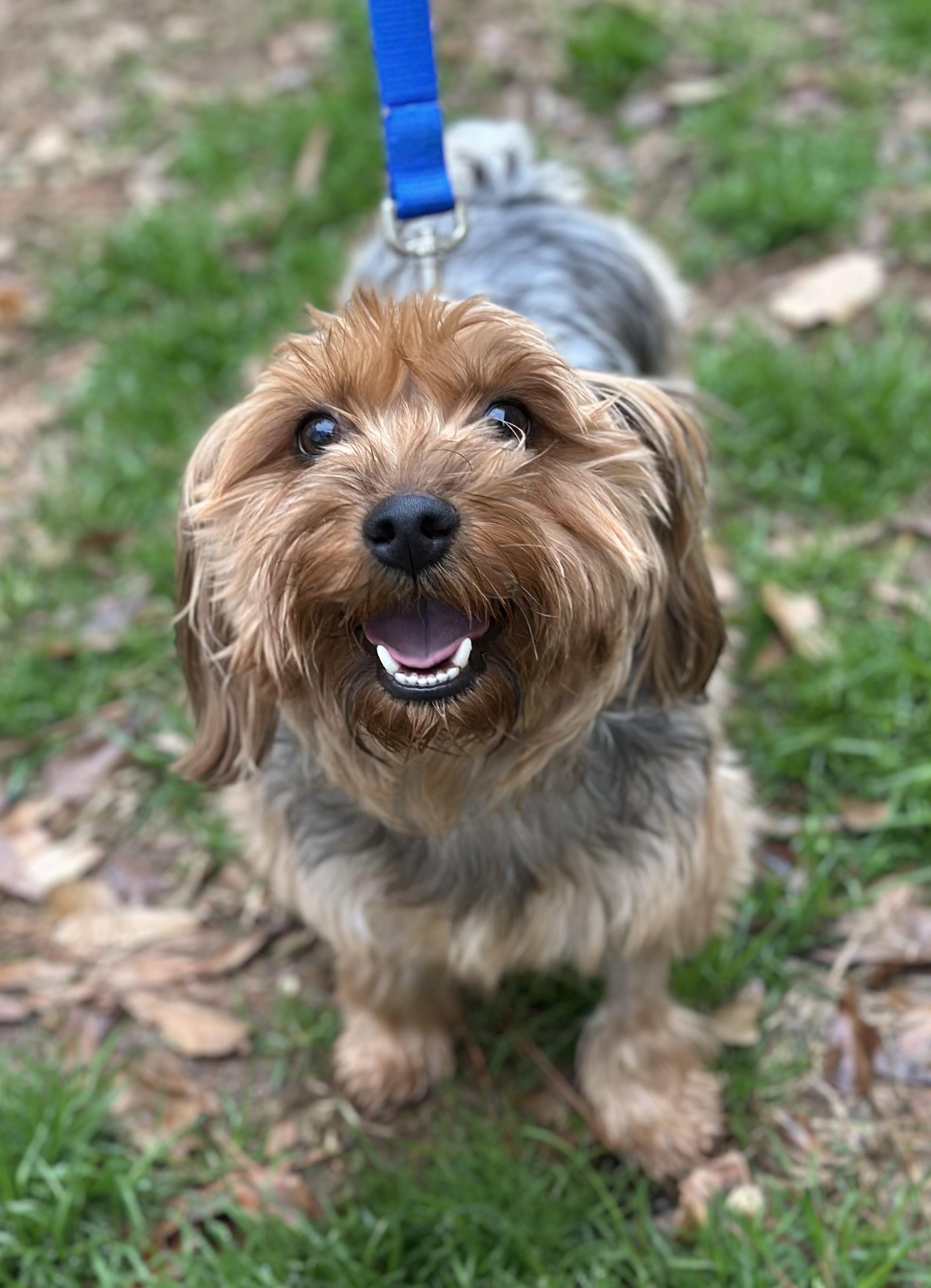 Hendrix, adopted, Young Male Yorkshire Terrier.