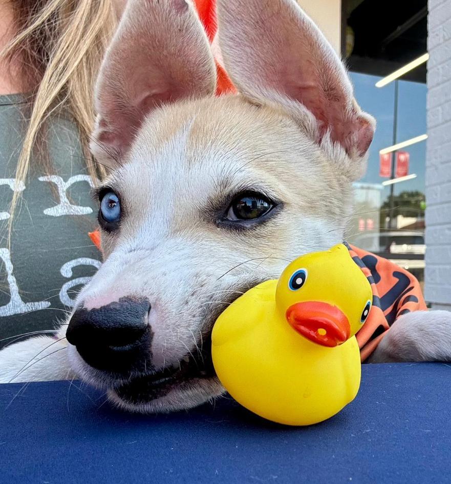 Riggs, Adopted, Puppy Male Shepherd & Husky.