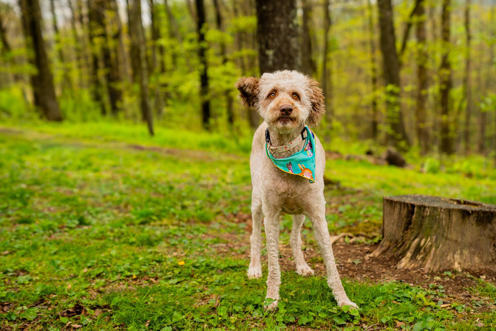 Enlarge Bella, a ADOPTABLE mixed breed in Dellslow, WV image 6/6