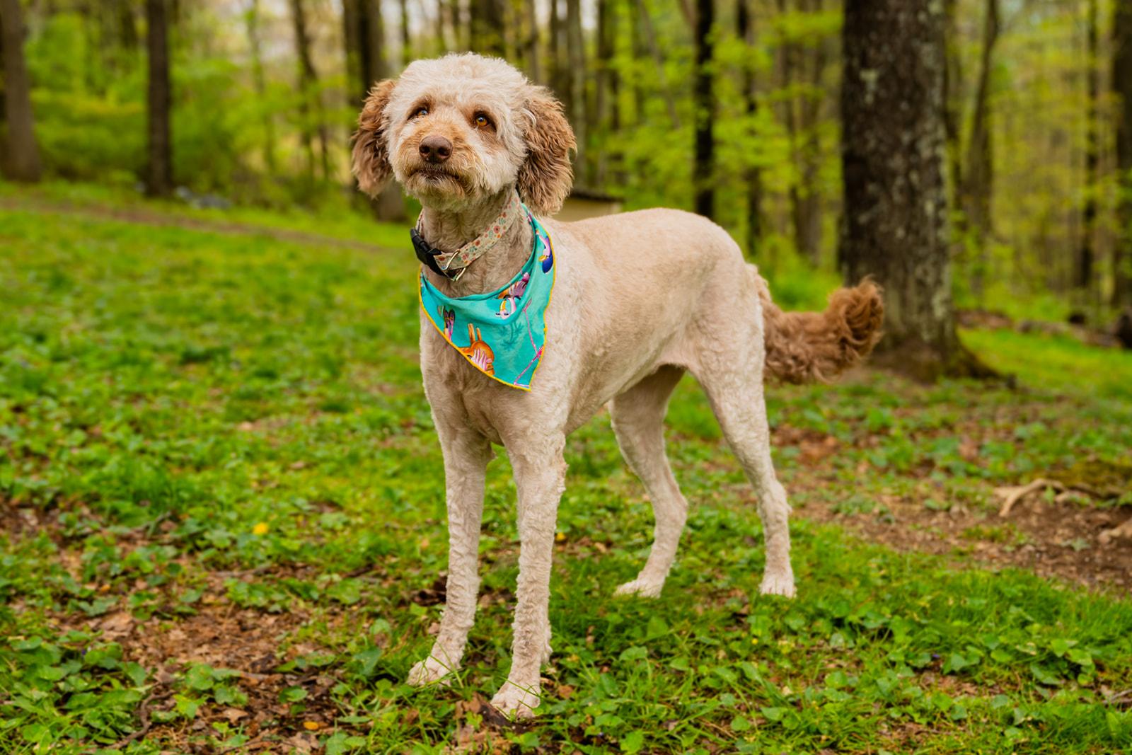 Enlarge Bella, a ADOPTABLE mixed breed in Dellslow, WV image 2/6