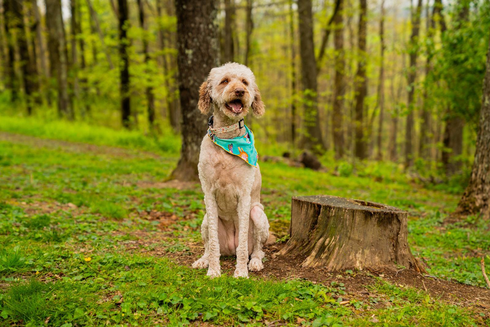 Enlarge Bella, a ADOPTABLE mixed breed in Dellslow, WV image 3/6