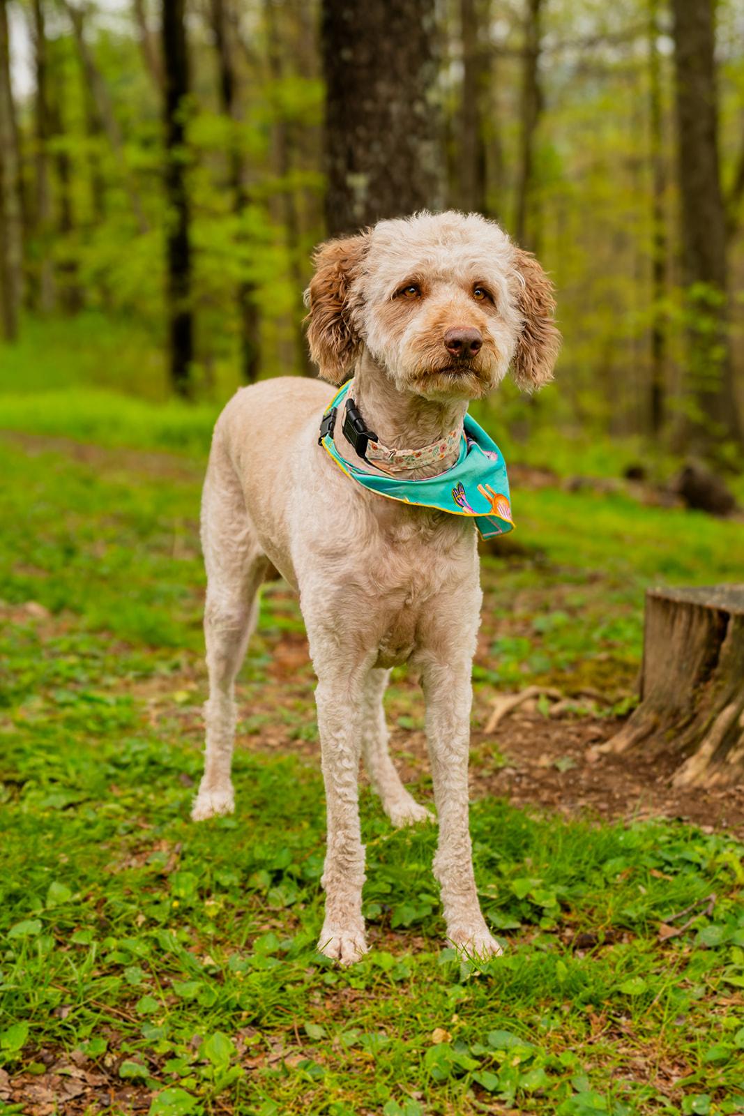 Enlarge Bella, a ADOPTABLE mixed breed in Dellslow, WV image 5/6