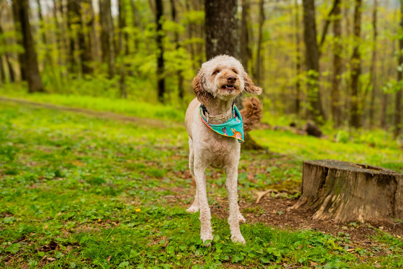 Enlarge Bella, a ADOPTABLE mixed breed in Dellslow, WV image 4/6