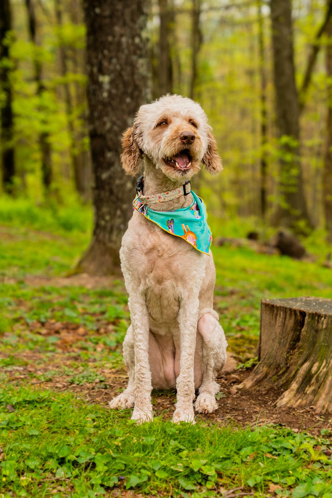 Bella, ADOPTABLE, Adult Female Standard Poodle.