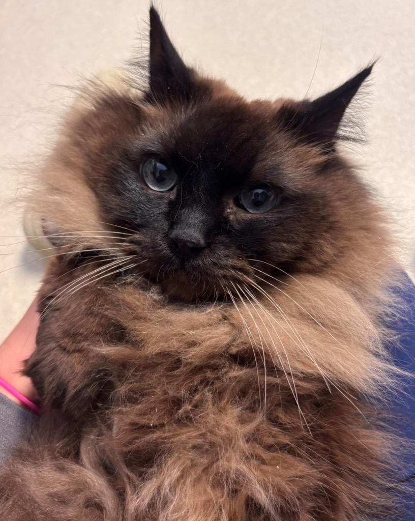 Otto — thumbnail 2