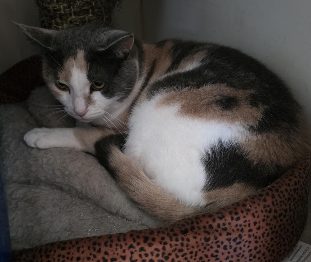 Enlarge Pixie, a Adoptable American Shorthair in Skippack, PA image 1/2