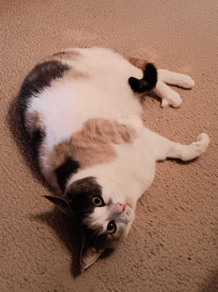 Enlarge Pixie, a Adoptable American Shorthair in Skippack, PA image 2/6