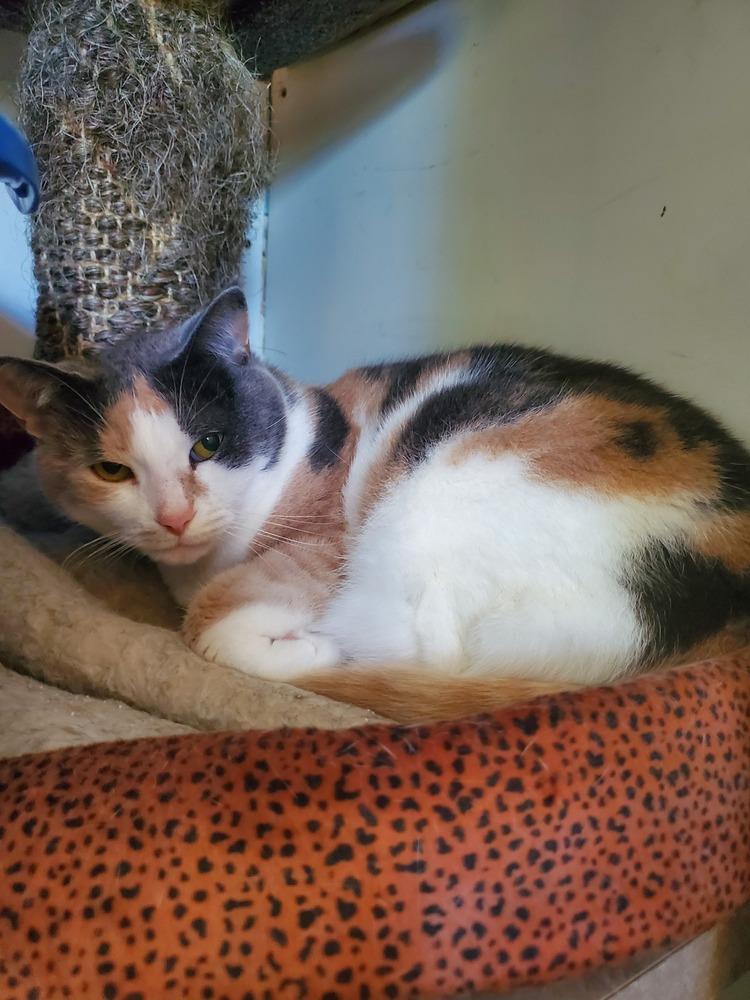 Enlarge Pixie, a Adoptable American Shorthair in Skippack, PA image 2/2