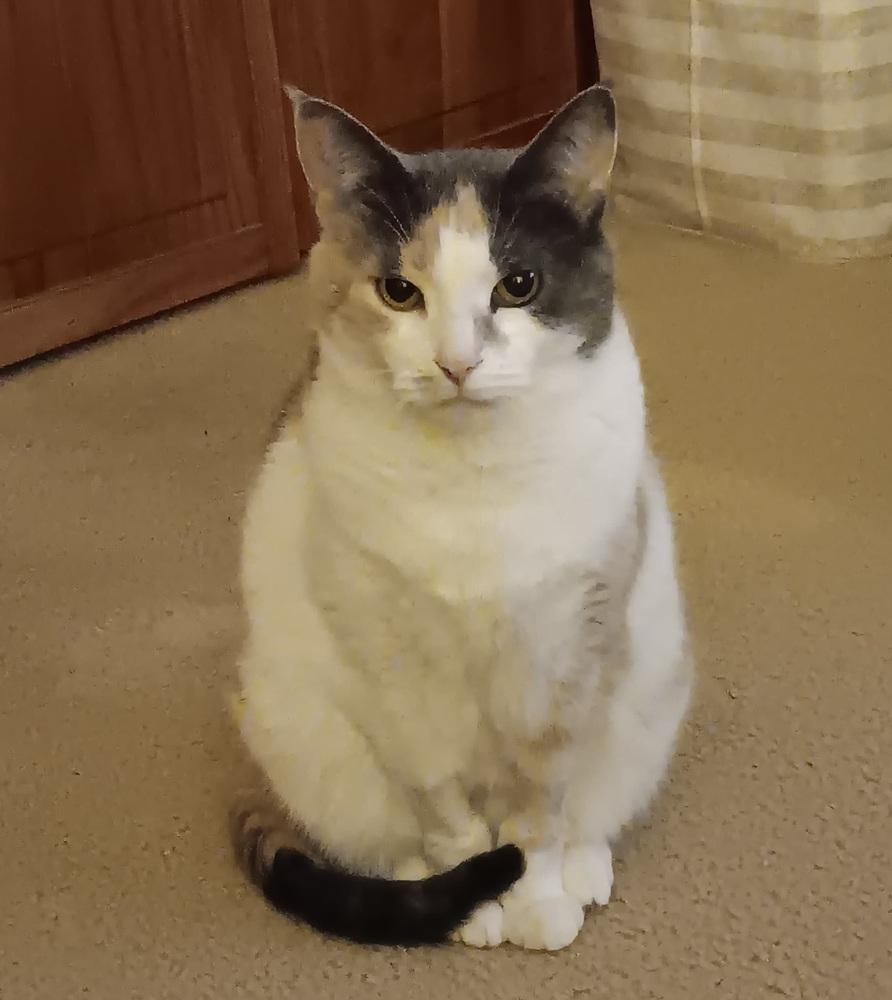 Enlarge Pixie, a Adoptable American Shorthair in Skippack, PA image 4/6