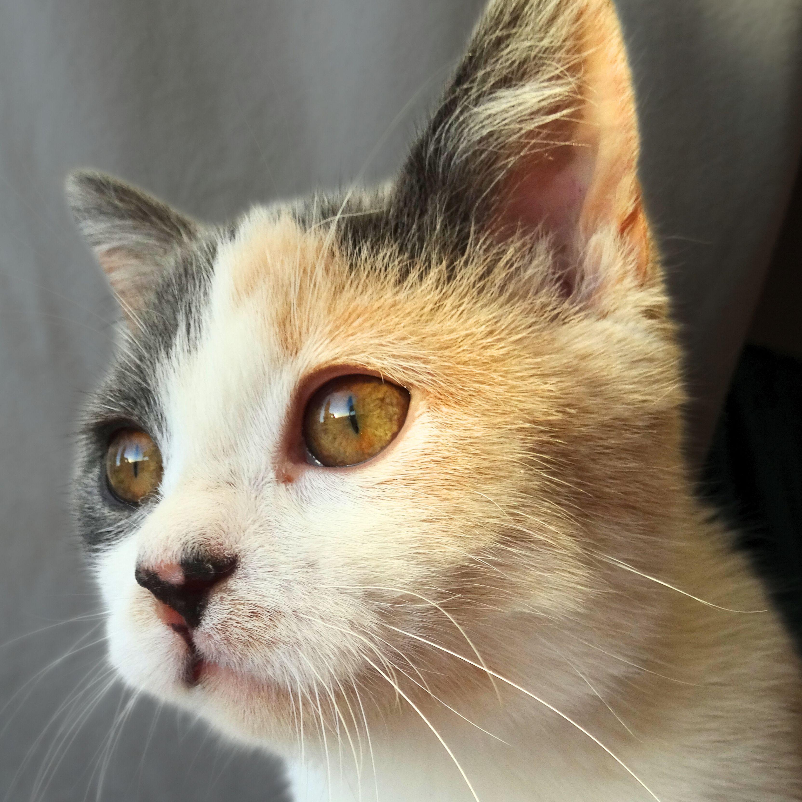 Zoey, Adopted, Young Female Domestic Short Hair.