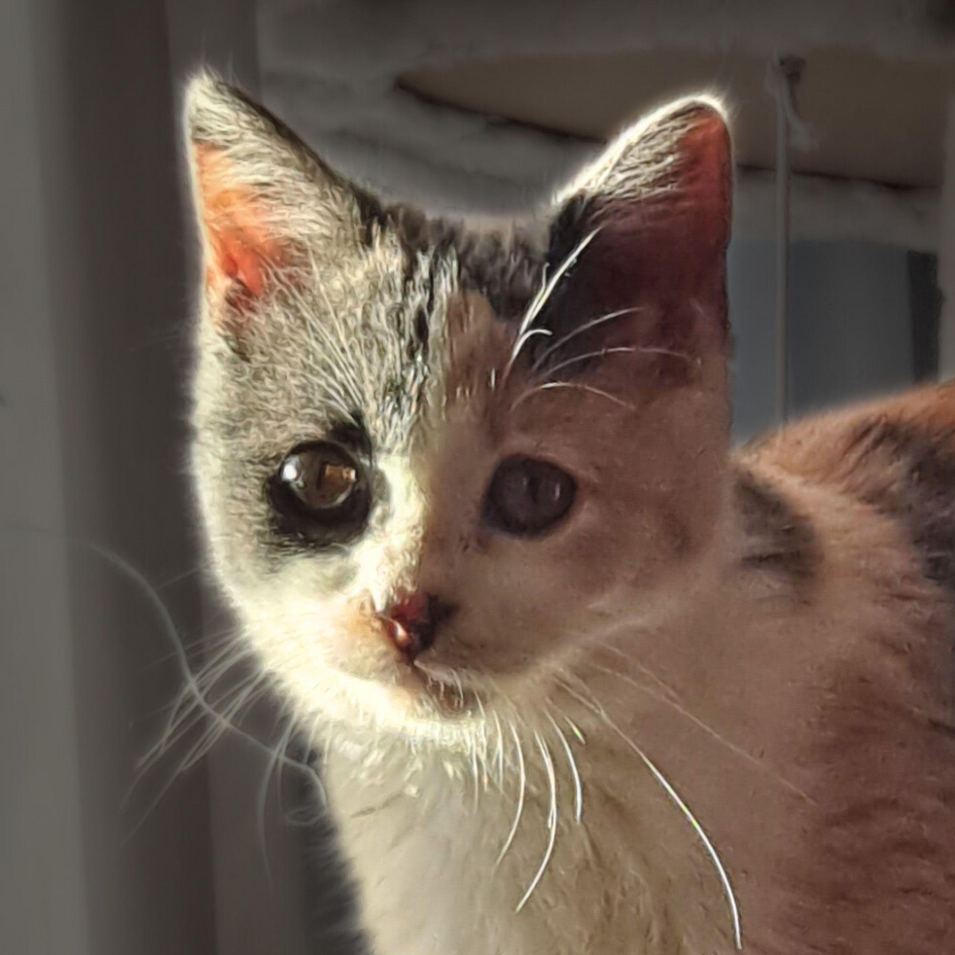 Enlarge Zoey, a Adopted mixed breed in Santa Fe, NM image 2/4