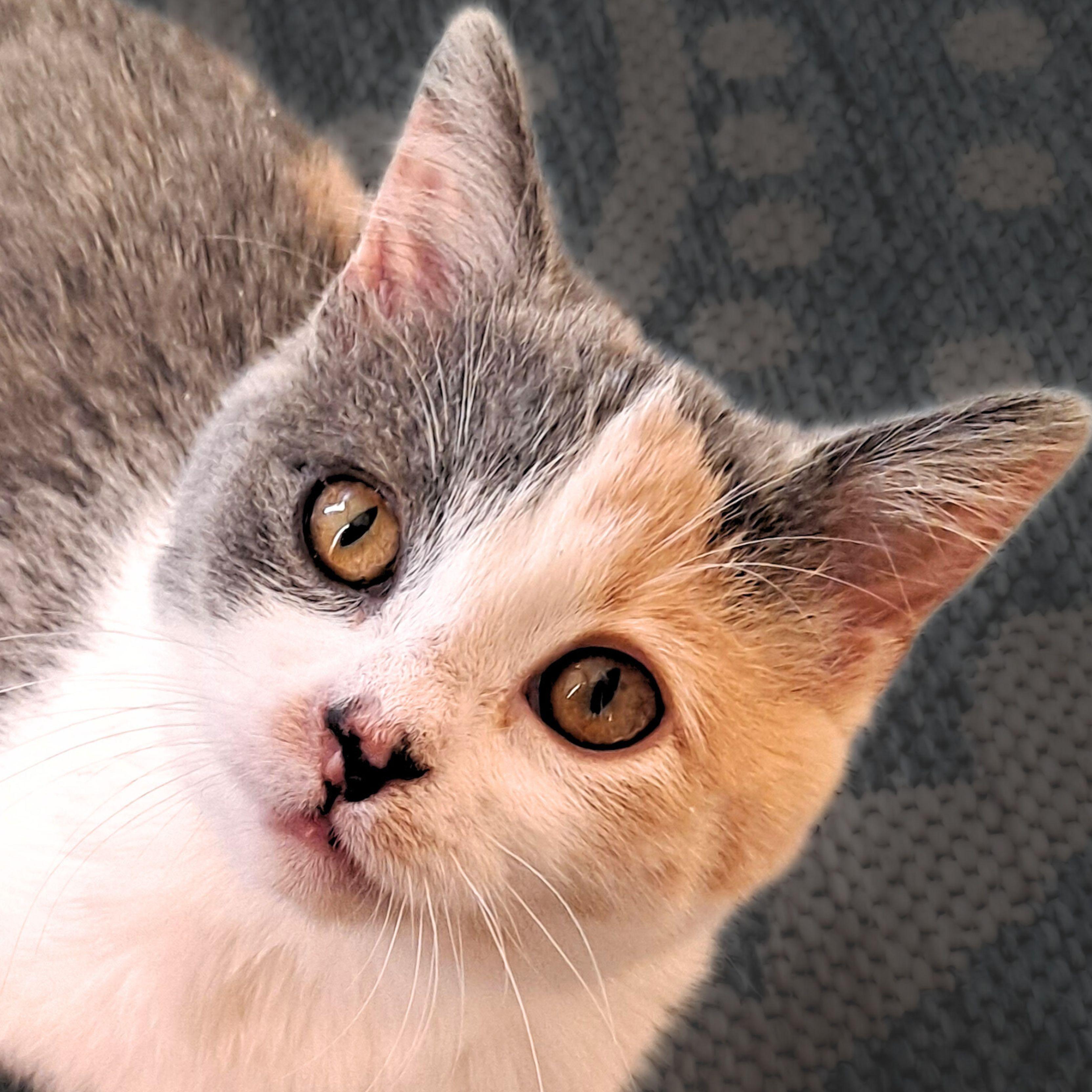 Enlarge Zoey, a Adopted mixed breed in Santa Fe, NM image 3/4