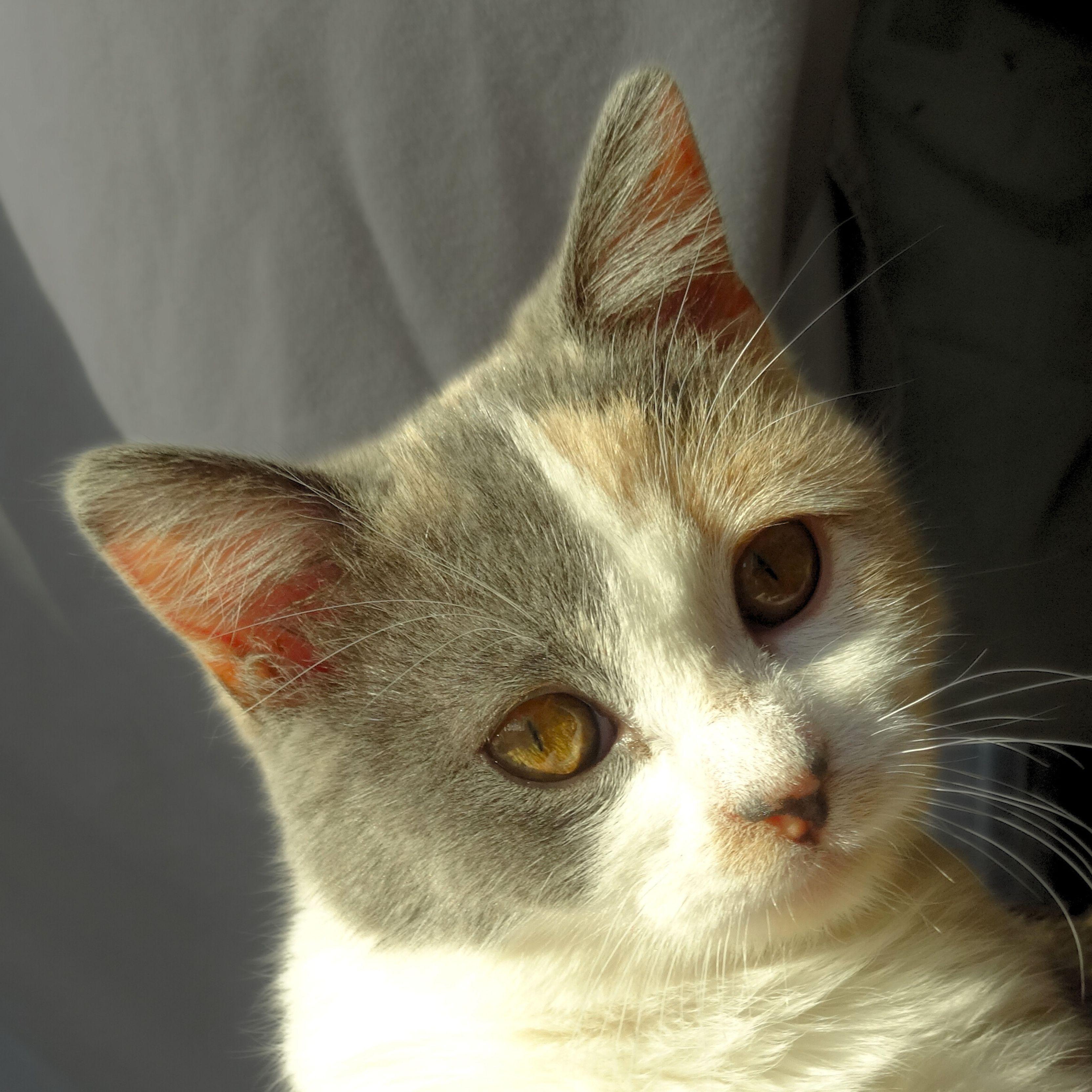 Enlarge Zoey, a Adopted mixed breed in Santa Fe, NM image 4/4