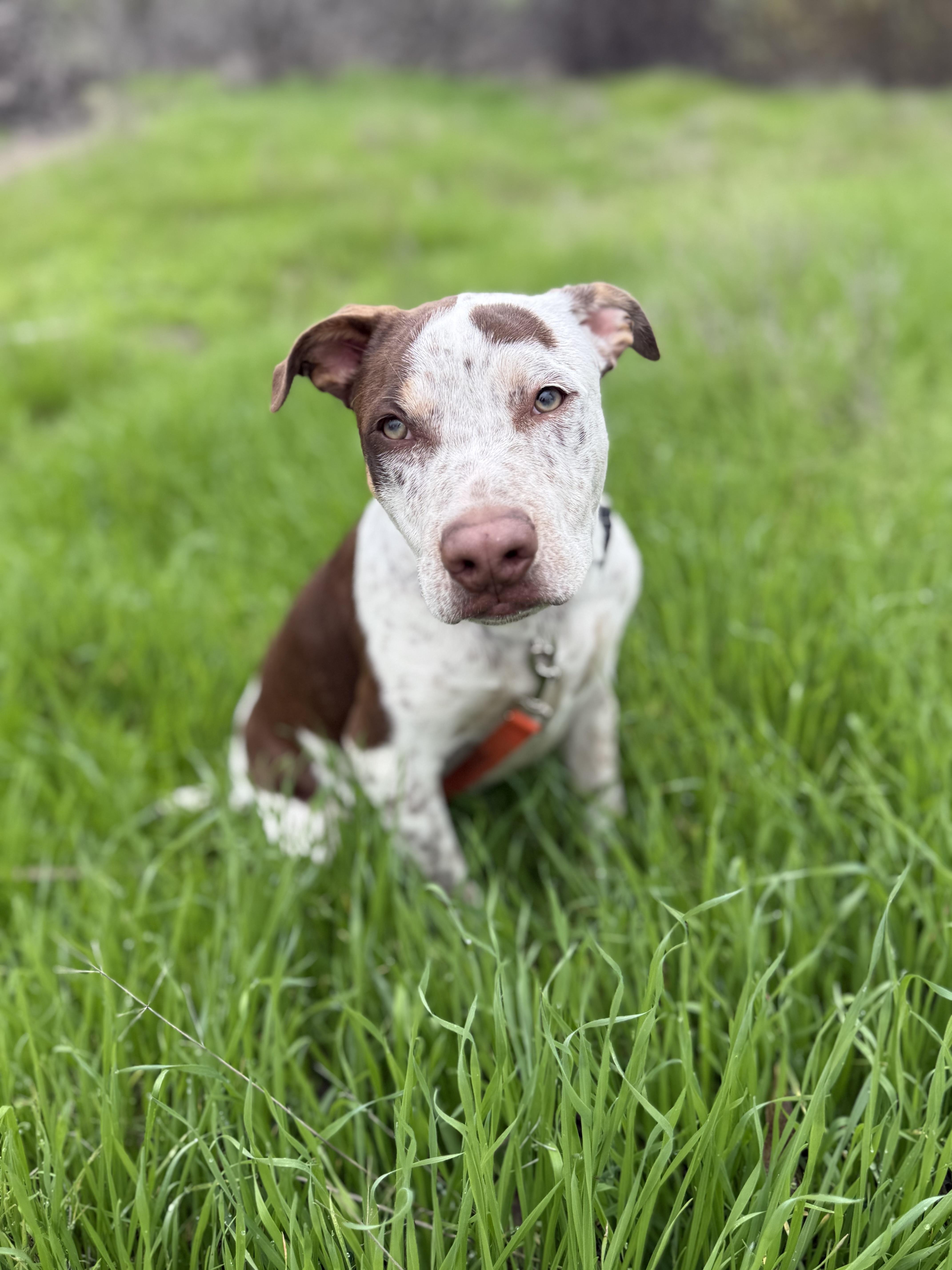 Max, a Adoptable Pointer in Bakersfield, CA image 2/5