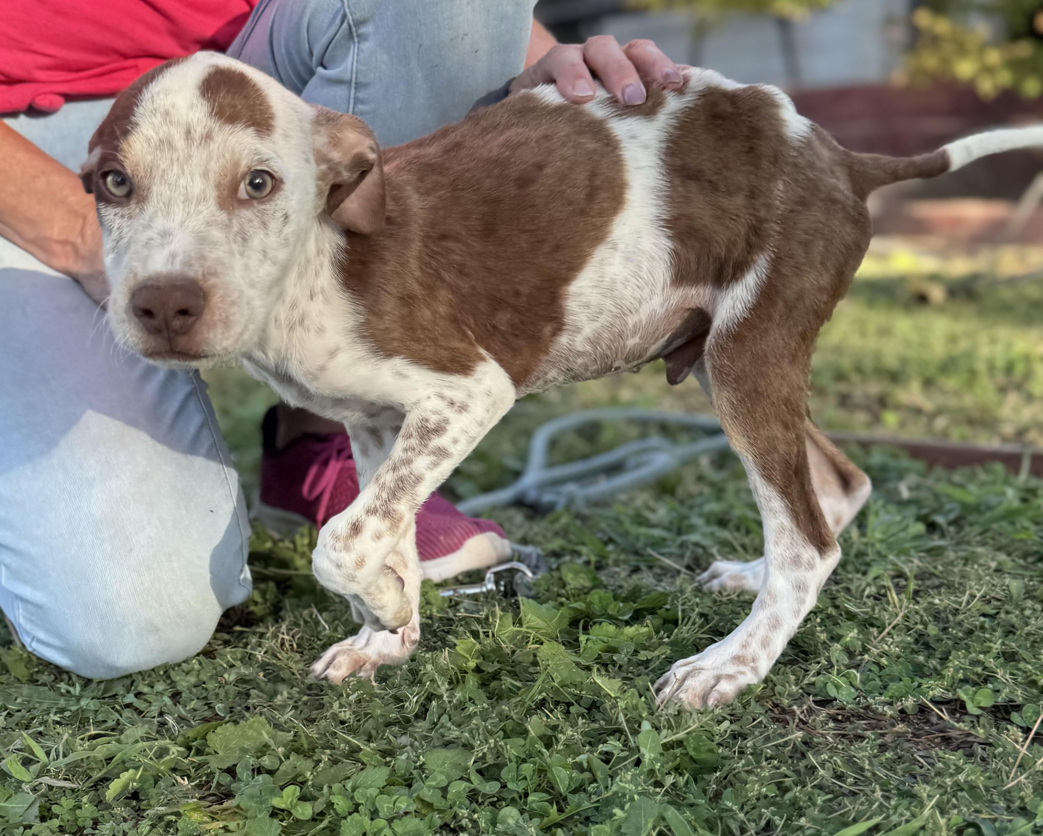 Enlarge Max, a Adoptable Pointer in Bakersfield, CA image 2/5