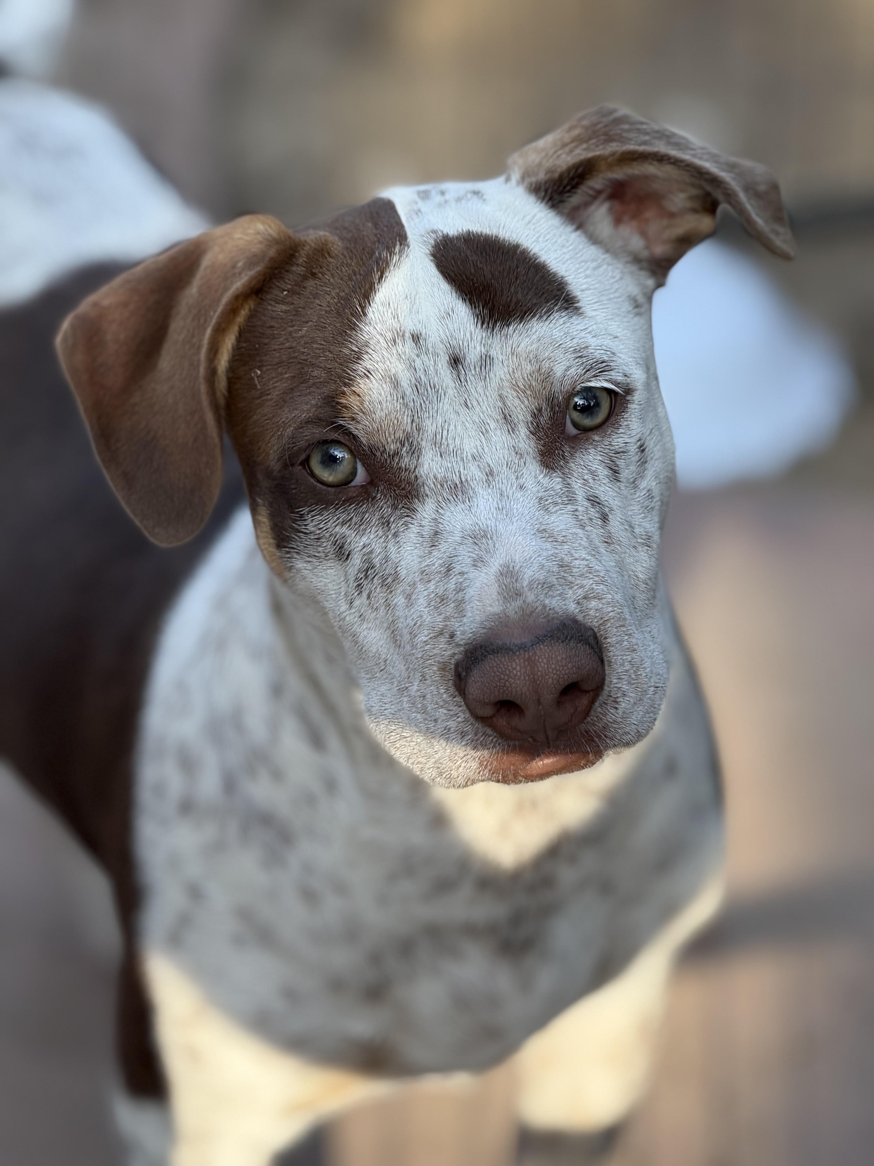 Max, a Adoptable Pointer in Bakersfield, CA image 4/5
