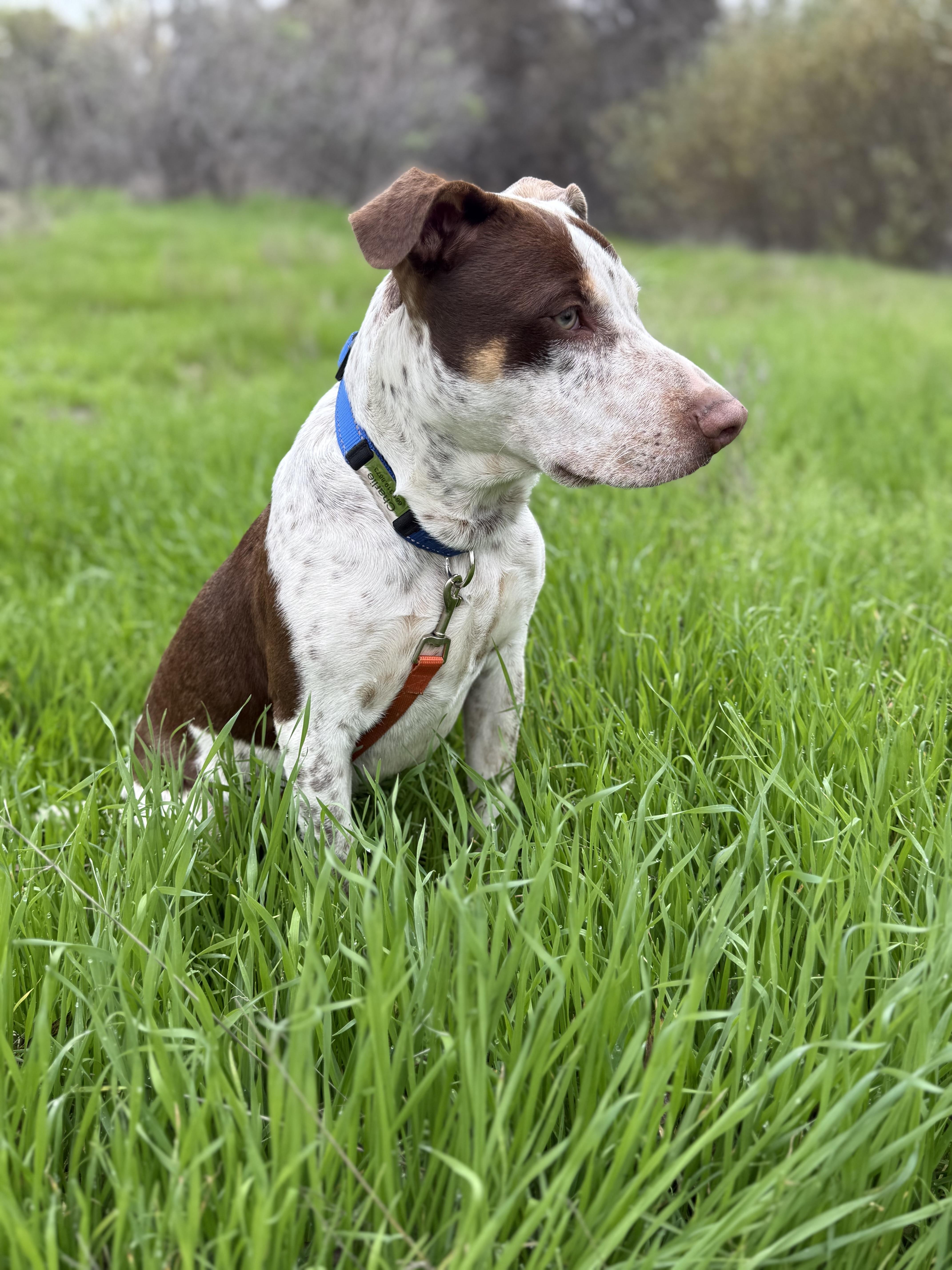 Max, a Adoptable Pointer in Bakersfield, CA image 5/5