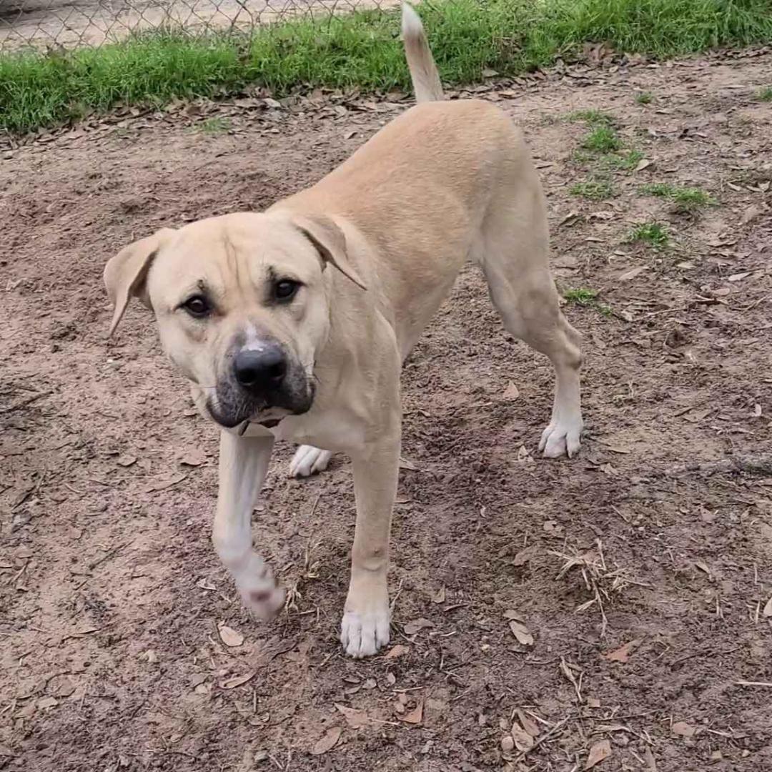 Tito, Adoptable, Adult Male Labrador Retriever.