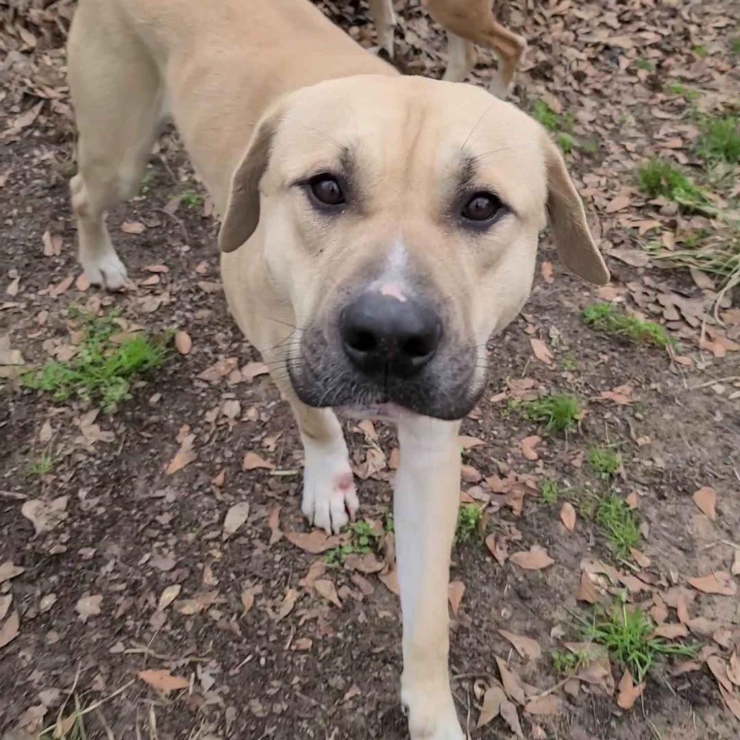 Tito, a Adoptable mixed breed in Houston, TX image 2/3