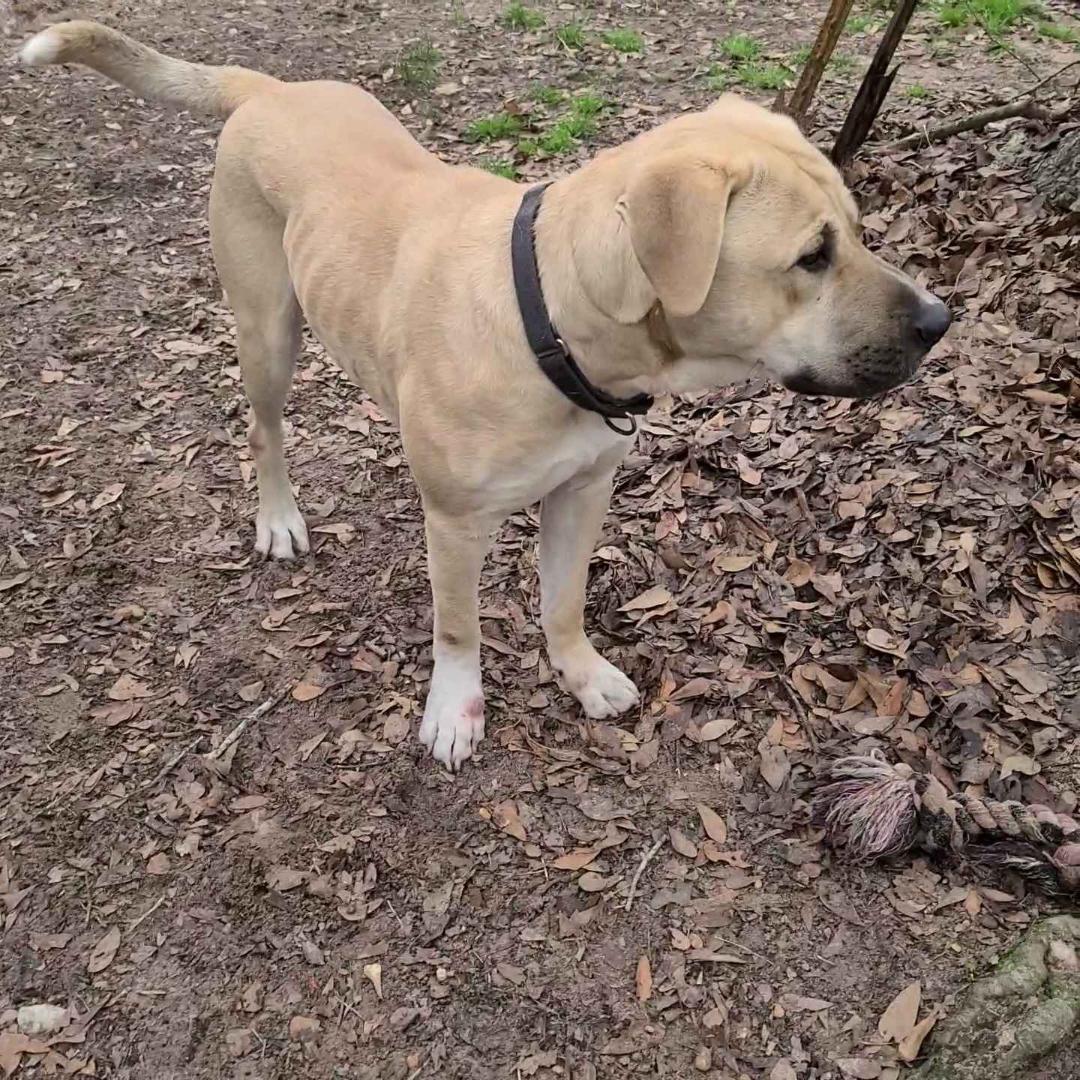 Tito, a Adoptable mixed breed in Houston, TX image 3/3