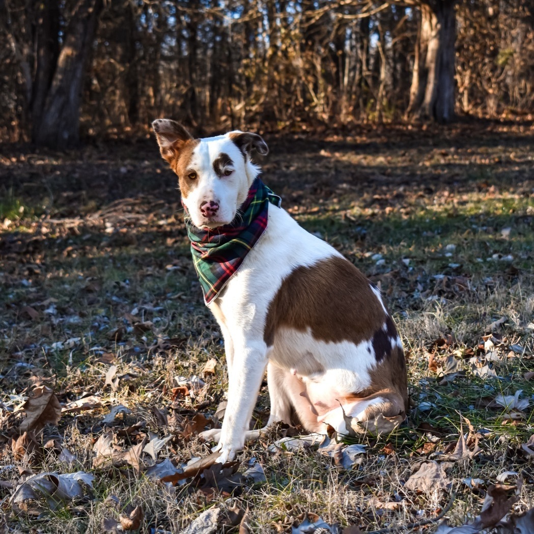 Enlarge Hannah, a Adopted mixed breed in Mount Carroll, IL image 1/6