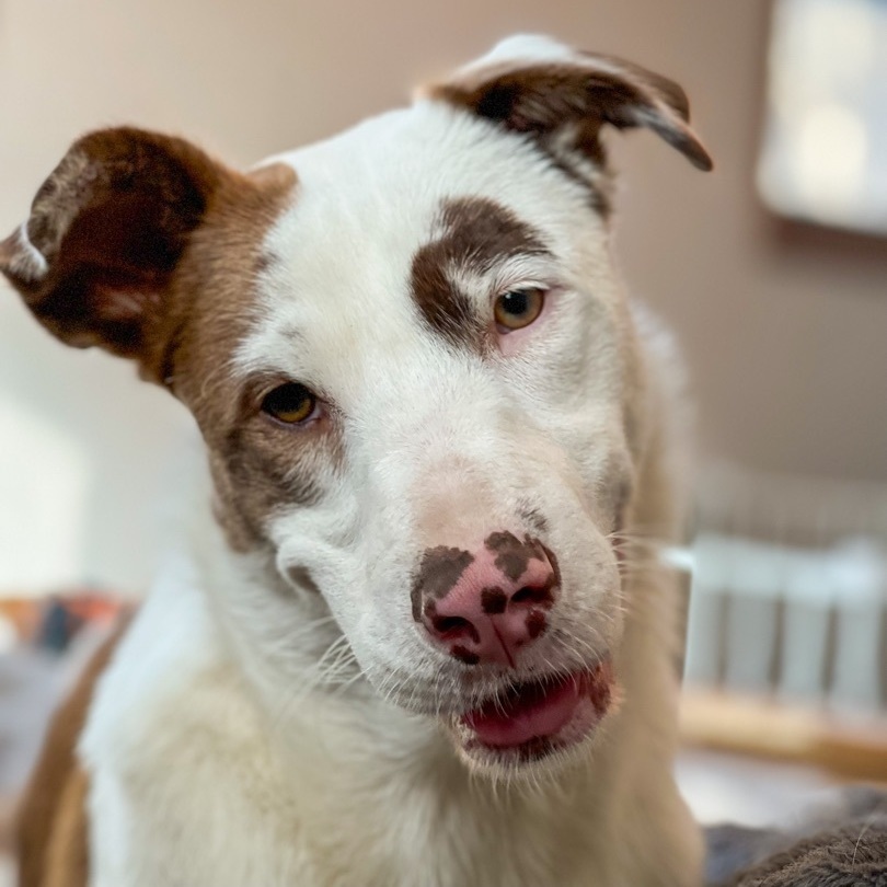 Enlarge Hannah, a Adopted mixed breed in Mount Carroll, IL image 2/6