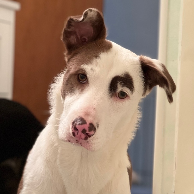 Enlarge Hannah, a Adopted mixed breed in Mount Carroll, IL image 3/6