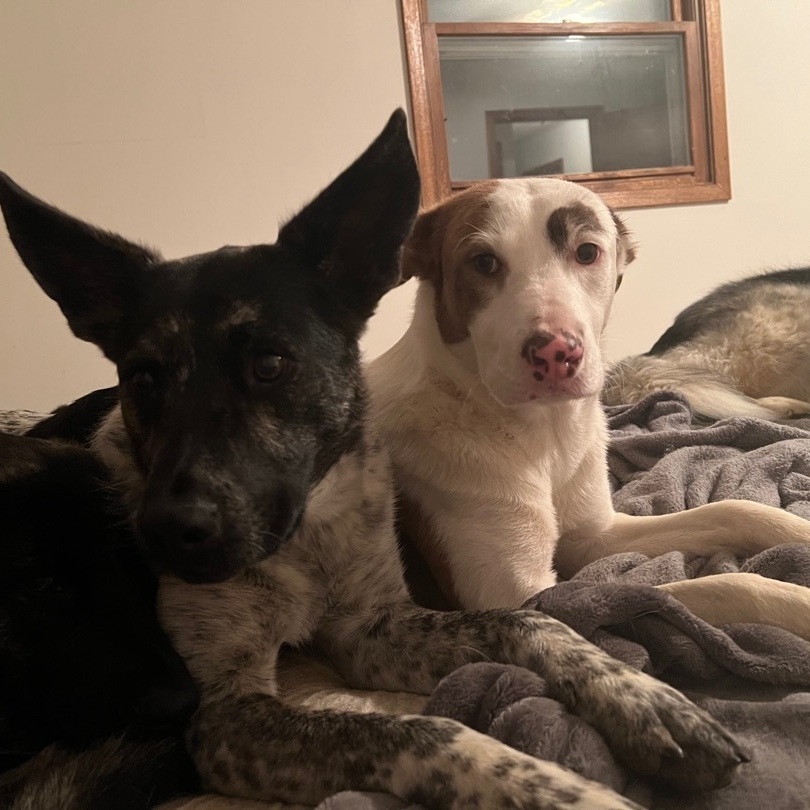 Enlarge Hannah, a Adopted mixed breed in Mount Carroll, IL image 4/6