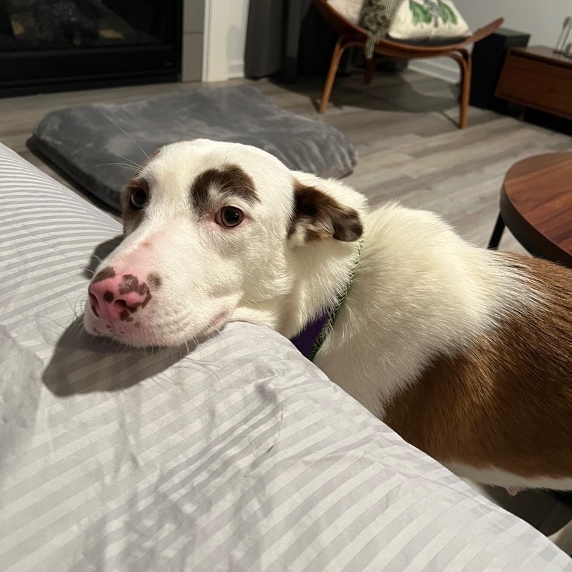 Enlarge Hannah, a Adopted mixed breed in Mount Carroll, IL image 5/6