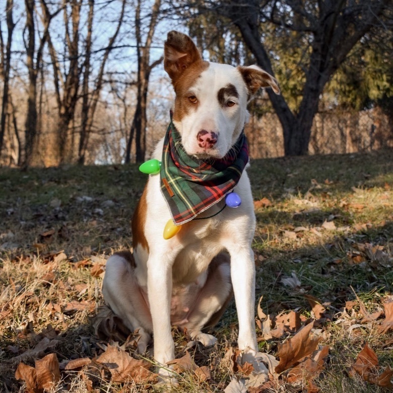 Enlarge Hannah, a Adopted mixed breed in Mount Carroll, IL image 6/6