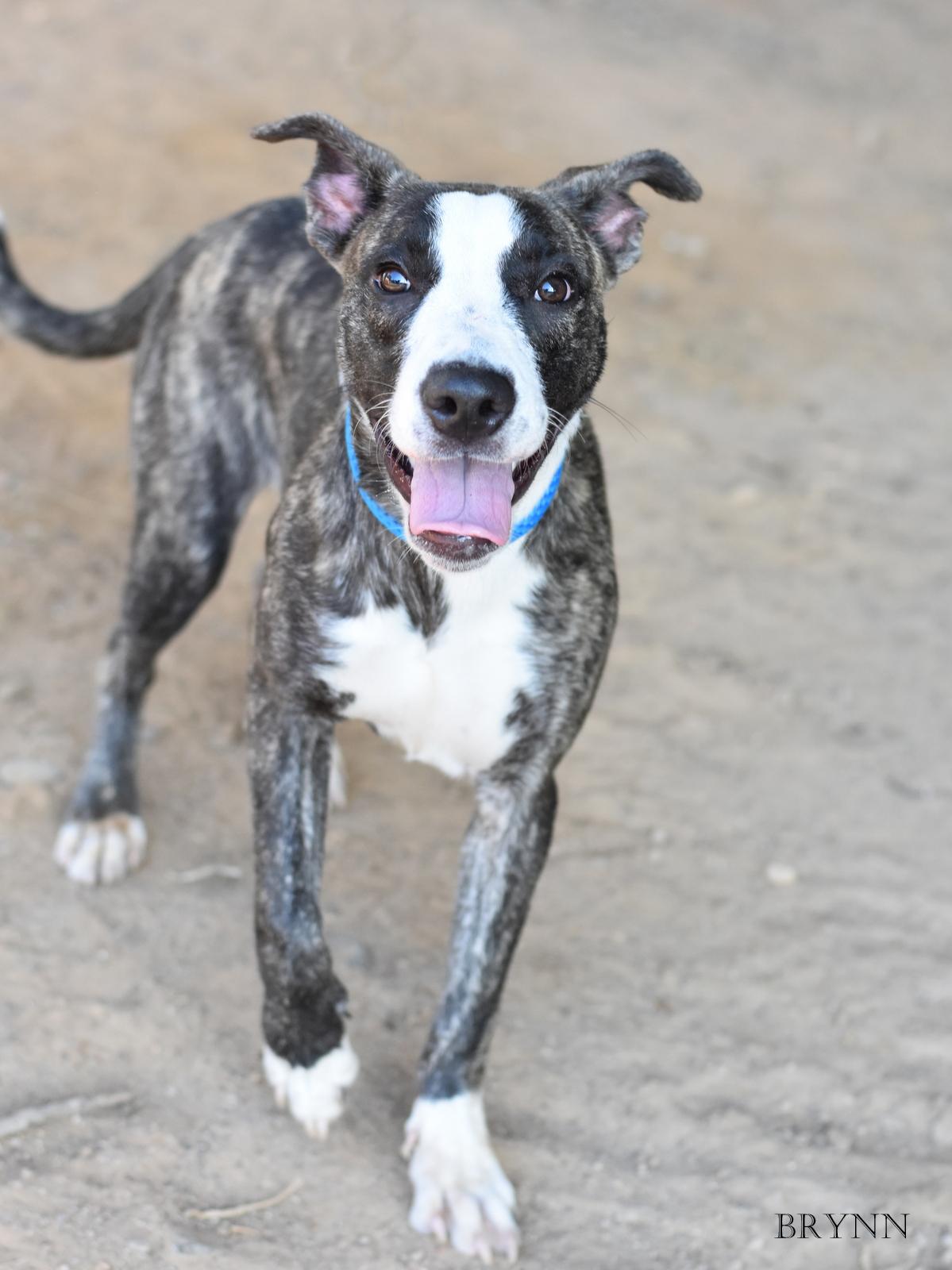 Brynn, Adopted, Puppy Female Mixed Breed.